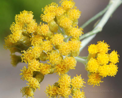 Helichrysum Italicum